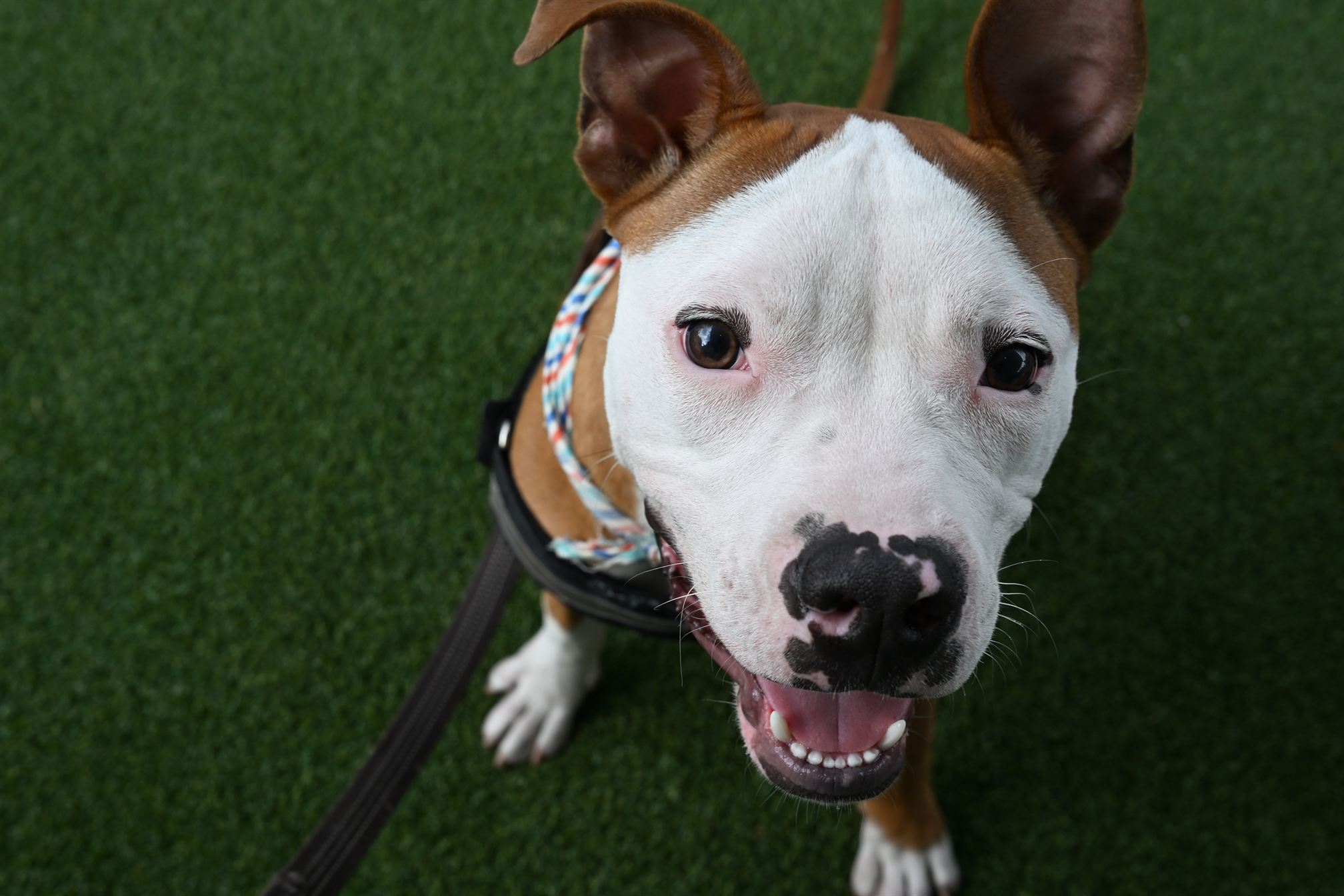 Courage the pit bull terrier