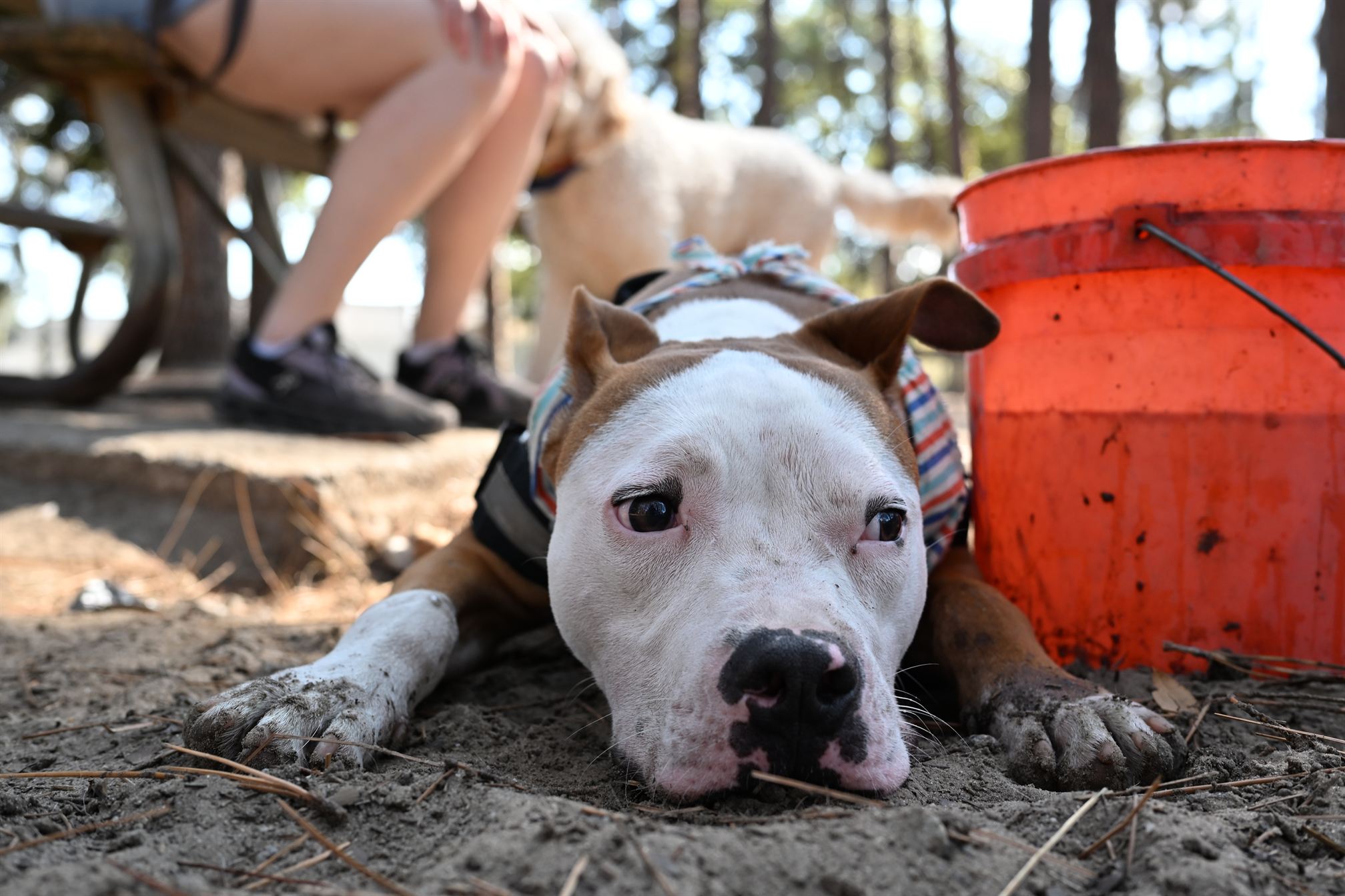 Courage close-up portrait