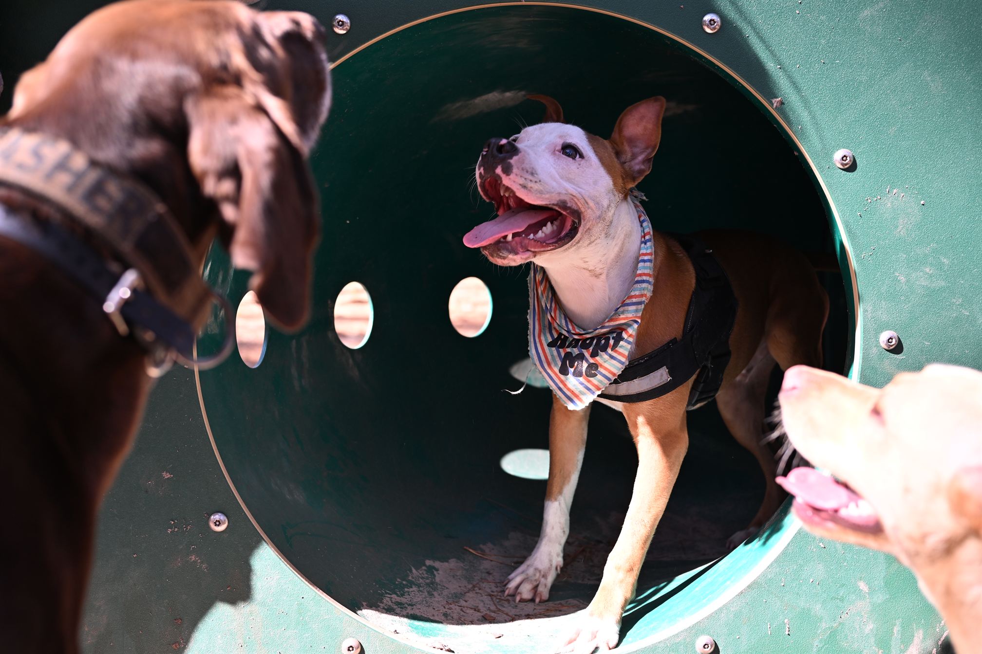 Courage ready for adoption